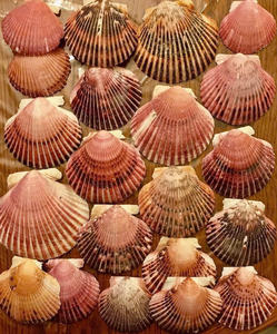 Coquillages de pétoncles naturels de haute qualité pour la décoration de la maison Aquarium et fournitures d'artisanat - Product Image 3