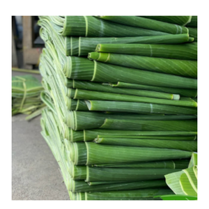 Premium <b>Banana</b> Leaves <b>Fresh</b> Cut and Hygienic Leaves for Asian Dishes and Catering - Product Image 5