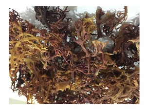 Algues Eucheuma Cottonii de qualité supérieure du Vietnam-Algues Eucheuma Cottonii séchées de haute qualité Wildcraft Purple Seaweed - Product Image 4