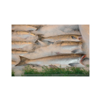 Saumon entier congelé de qualité supérieure en gros à bas prix (produits de la mer) en vrac