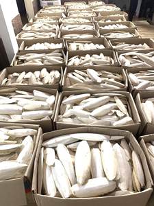 <b>Cuttlefish</b> Bone Exporters Natural <b>Cuttlefish</b> Bone Calcium Supplement Food for Pets - Product Image 4