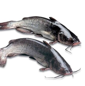 Poisson-chat congelé pur de qualité supérieure 1kg - 2kg en vente au prix de gros le plus bas - Product Image 1