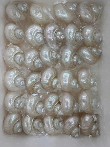 Décor à la maison projet d'artisanat Styles spirale Mini coquillages océan plage conque petits coquillages turbo - Product Image 5