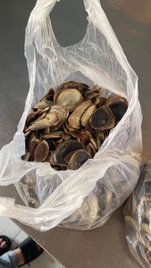 Đánh Bóng Murex <span class=keywords><strong>operculum</strong></span> Ốc Vỏ Sò/Lớn Murex <span class=keywords><strong>operculum</strong></span> Vỏ Biển Cho Vỏ Nghệ Thuật Từ Việt Nam - Product Image 3