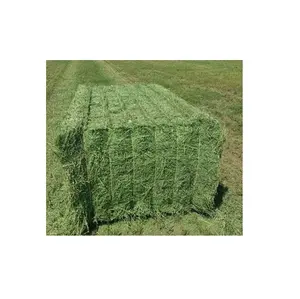 Trusted Wholesale Supplier Of Animal Feed / Cattle Feed Alfalfa Hay / Alfalfa Hay Bales