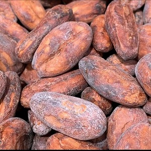 Giá tốt nhất Hạt ca cao cho người mua - Product Image 4