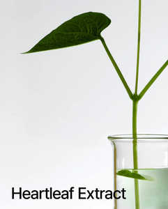 Korean Skin Care Products Refreshing Hydrating Heartleaf 77% Soothing Toner 250ml - Product Image 6