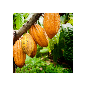 Fèves de cacao vert crues séchées au soleil directement des fabricants et grossistes - Product Image 5