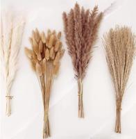 Bunga kering alami kualitas tinggi ekor kelinci Pampas Reed buket kering tanaman dekorasi pesta pernikahan