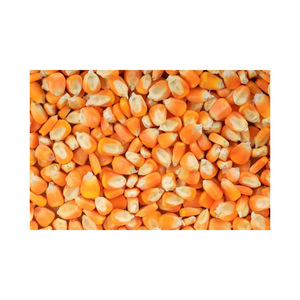 Yellow maize harvested and dried for extended shelf life - Product Image 2