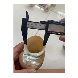 Vietnam Factory 99 Gold Data fournit une coquille de conque en blanc et vert pour les décorations et l'artisanat sur le thème de la mer - Product Image 1