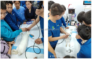 Sistema de Broncoscópio Eletrônico Veterinário com Vídeo para Intubação Visual e Endoscopia Flexível para Exame de Aspiração de Vias Aéreas em UTI Animal - Product Image 6