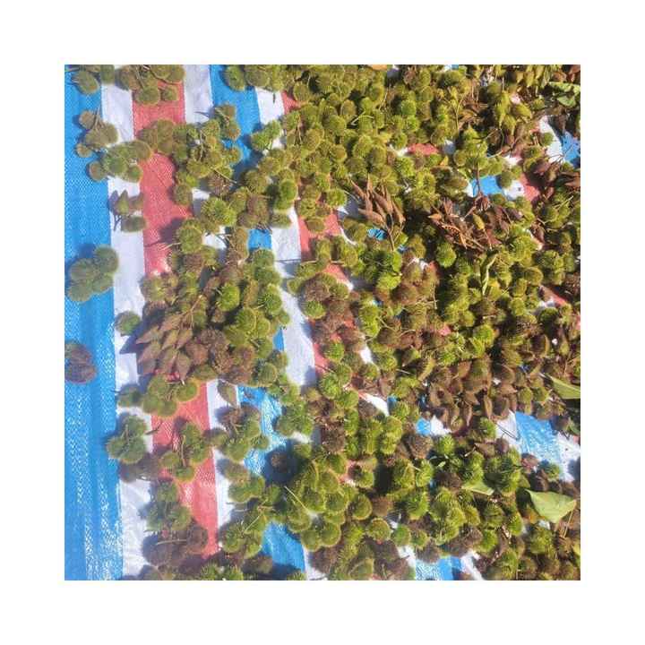 HOT SELLING ACHIOTE SEEDS VIETNAM TOP SALE ANNATTO SEEDS WHOLESALE CHEAP PRICE EXTRACT PLANT ANNATTO SEEDS