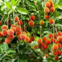 Premium verse rambutan voor export en groothandel - Kim Minh International