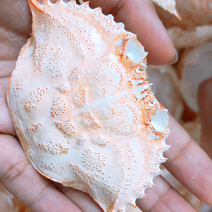 VIETNAM DRIED <span class=keywords><strong>CRAB</strong></span> SHELL/ <span class=keywords><strong>CRAB</strong></span> SHELL FÜR DIE HERSTELLUNG VON LEBENSMITTELN ODER DEKORATION