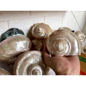 Venta caliente de alta calidad pulido verde Turbo Shell Turbo Pearl Shell artesanía de Vietnam - Product Image 4