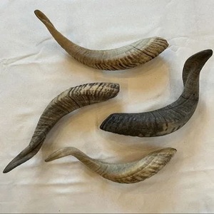 Corne de béliers Shofar coquille naturelle corne de buffle corne à boire Style Animal poli décoration de la maison Technique artisanale brute - Product Image 1