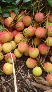 Lichi Fresco Enlatado de Vietnam, Tamaño 20oz, A10, Lichi Fresco Enlatado de Alta Calidad a Precio Competitivo - Product Image 3