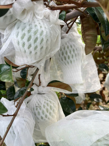 Pomme étoilée vietnamienne fraîche, fruit tropical sucré, qualité supérieure pour l'importation et la distribution - Product Image 6
