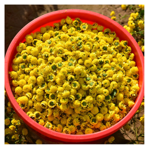 เพลิดเพลินไปกับดอกเดซี่คาโมไมล์: ดอกเดซี่ที่ดีที่สุดจากเวียดนามแห้งตามธรรมชาติเพื่อให้ได้เพลิดเพลินกับชาได้ง่าย - Product Image 6