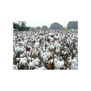 Coton brut propre pour le filage et le tissage disponible en quantité - Product Image 4