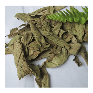 Hojas de guayaba secas de calidad, procesadas para la elaboración de té y bebidas, procedentes de Vietnam. - Product Image 2
