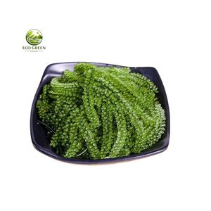 Caviar vert de raisins de mer frais du Vietnam, produits de la mer frais cultivés de manière durable, export - Product Image 2