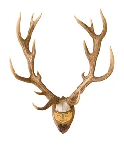 เขากวางสีแดงเขากวางเขากวางเขากวางแดงเขากวางธรรมชาติ - Product Image 1