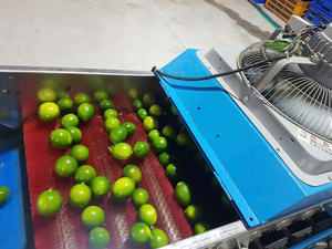 มะนาวสดไร้เมล็ดคุณภาพสูง: ตัวเลือกการส่งออกที่สมบูรณ์แบบสำหรับสูตรอาหารที่อร่อยและมีคุณค่าทางโภชนาการ - Product Image 4