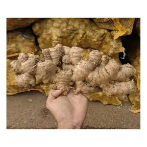 Fresh Dry Ginger Root Ground Organic for Spices Cooking 100gr 150gr up Vietnam Wholesale Distributor