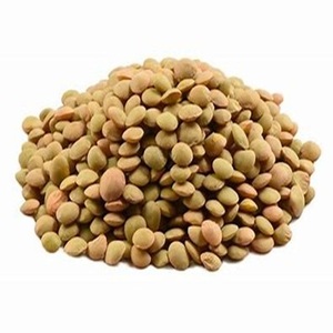 Lentejas Verdes de Grado Estándar Disponibles a Precio Moderado - Product Image 2