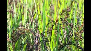 Jazmín orgánico de grano largo, arroz blanco seco, textura dura y suave para alimentos y cocina - Product Image 4