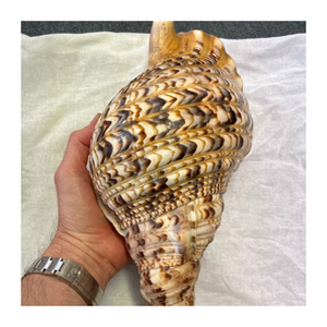 Coquillages Trompette Naturelle Beaux Artisanat de Haute Qualité du Fournisseur Vietnamien - Product Image 1