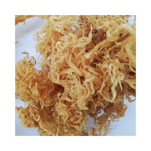 สาหร่ายมอสทะเลคุณภาพสูง ยูเชมา สำหรับอาหารเสริม สมูทตี้เพื่อความงาม และเกรดอาหารสำหรับส่งออก - Product Image 4
