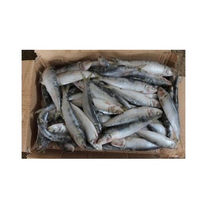 Meilleure vente emballage IQF poisson sardine congelé - Product Image 1
