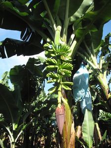 Cubierta de Plástico Termosellable Reutilizable y Ecológica de PP No Tejido para Frutas, Protege Bananas, Tomates, Jardines de Invierno y Uso Agrícola - Product Image 4