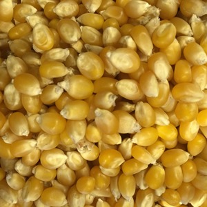 Hochreine natürliche getrocknete Popcorn kerne Bester globaler Export lieferant Großhandels preis Frischer gelber Zucker mais