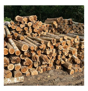 Troncos de pino al por mayor de operaciones forestales certificadas con certificación de cadena de custodia FSC PEFC para una explotación sostenible - Product Image 2