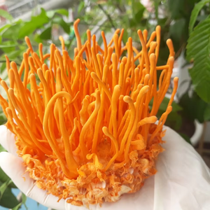 Cordyceps militaris แช่แข็งแห้งสำหรับแบรนด์อาหารเสริม - Product Image 1