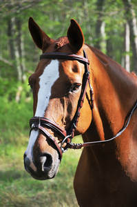 Brida de cuero acolchado suave con corona roscada y banda redonda para las cejas levantadas - Product Image 3