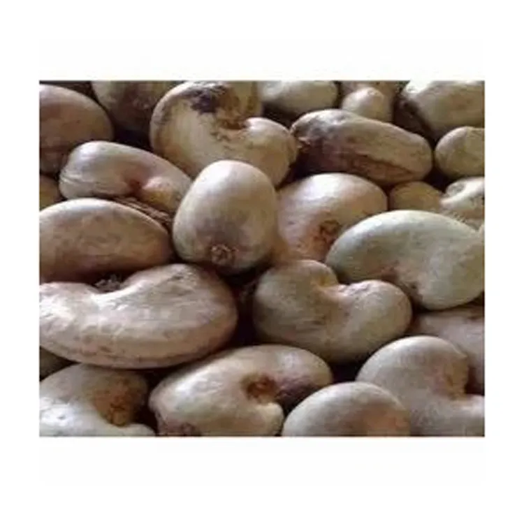 Harga Murah pemasok kacang mete kualitas organik Kernel menawarkan kacang mete mentah Benin di cangkang