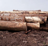 Bûches rondes de bois Tali et Doussie de qualité export pour l'exportation