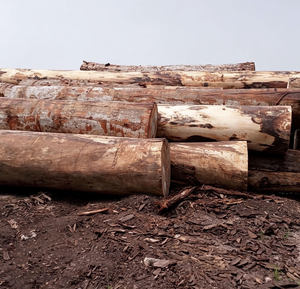 Bûches rondes de bois Tali et Doussie de qualité export pour l'exportation - Product Image 2