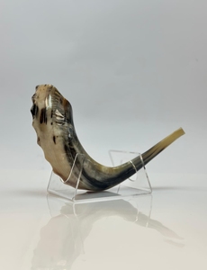 Vente chaude Taille personnalisée Casher Shofar Corne de bélier naturelle soufflée à des fins religieuses Israël Corne de koudou polie écologique - Product Image 2