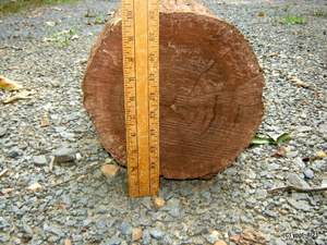 Bûches de noyer pour la fabrication d'armoires Bûches de noyer pour la menuiserie Bûches de noyer de haute qualité - Product Image 4