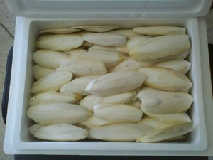 Competitive <b>Cuttlebone</b> 100% Natural Dried Cuttlefish Bone From Vietnam Supply Calcium for Pet (Birds/reptile/<b>tortoise</b>/snail...) - Product Image 4
