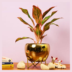 Jardinières contemporaines en métal pour décoration intérieure et extérieure de jardin Pots de fleurs en fer doré avec support Jardinière décorative pour la vie - Product Image 1