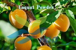 Approvisionnement direct d'usine HGO de poudre de Loquat naturelle pure (qualité alimentaire) spécification poudre de fruits (poudre de fruits ou de légumes) - Product Image 3