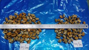 Venta al por mayor caliente MARISCOS CONGELADOS hervidos carne de mejillón cocido IQF proveedor de China - Product Image 5