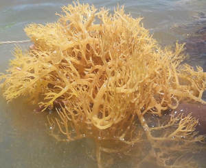 2024 Vendedor caliente Irish Seamoss Roasted Wildcrafted Sea Ninh Thuan de Vietnam Nori Algas en forma de polvo servidas en una bolsa - Product Image 4